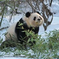 Vídeňská ZOO - panda