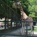 Vídeňská ZOO - žirafa