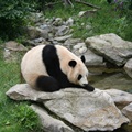 Vídeňská ZOO - panda