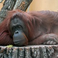 Vídeňská ZOO - orangutan