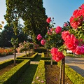 V rozáriu v Badenu je více než 600 druhů růží