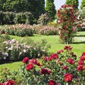 V razáriu v Badenu najdete růže keříkové, stromkové i popínavé