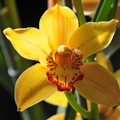 Vídeň - výstava orchidejí